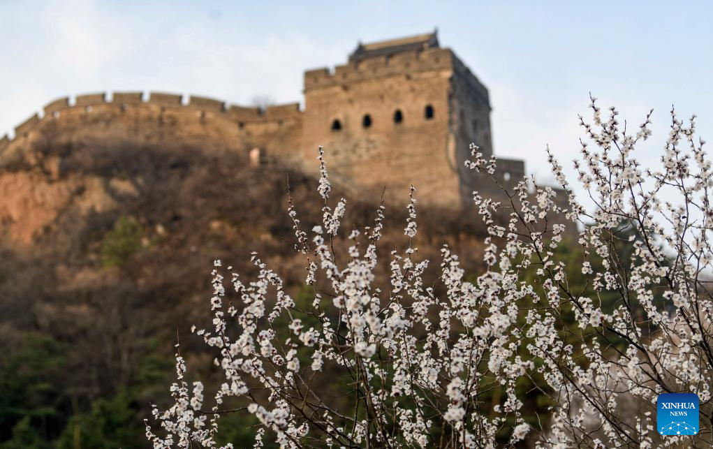 طبیعت بهاری «دیوار بزرگ چین» + تصاویرا