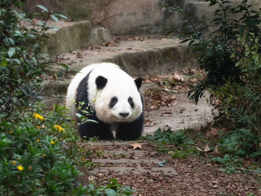 パンダのファーファーが成都文旅名誉局長に就任 パンダ ファーファー