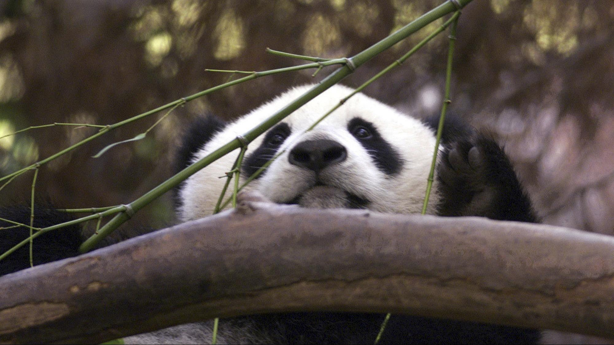 China und die USA starten neue Runde von Zusammenarbeit zum Schutz der Großen Pandas