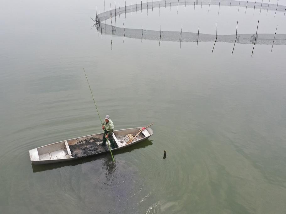 Industri Polikultur Ikan dan Kerang di Anhui