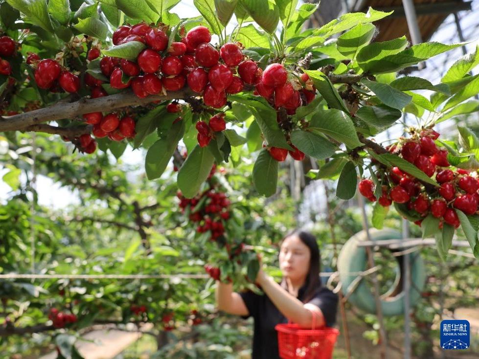 Tiba Musim Petik Buah Ceri di Jinzhou