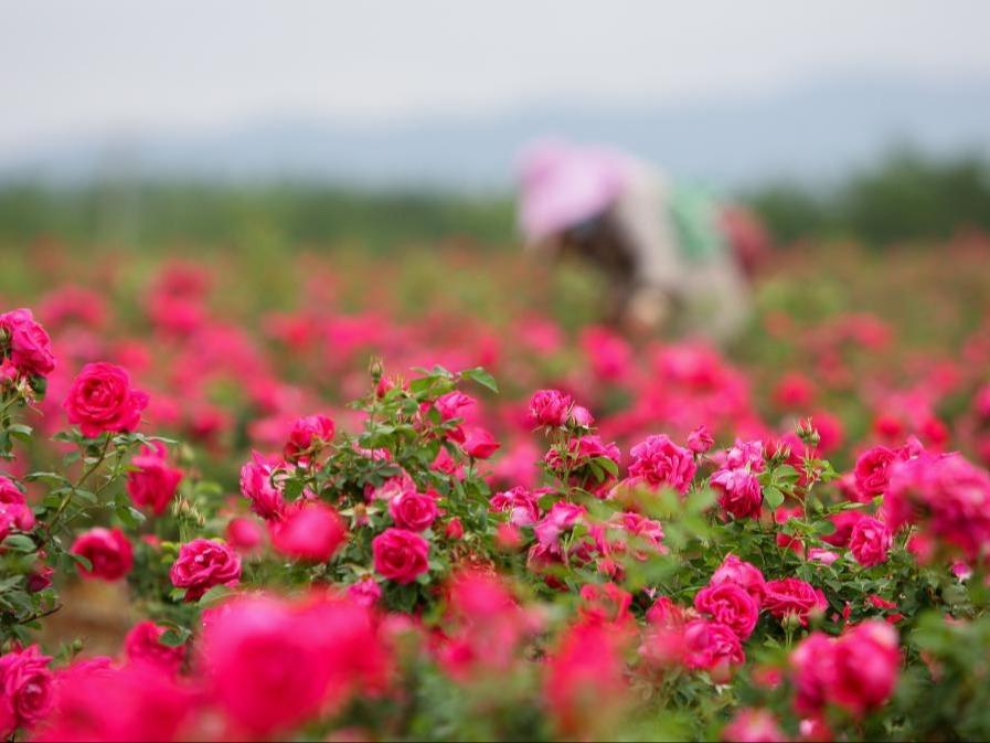 Tibalah Musim Menuai Bunga Ros di Yunnan