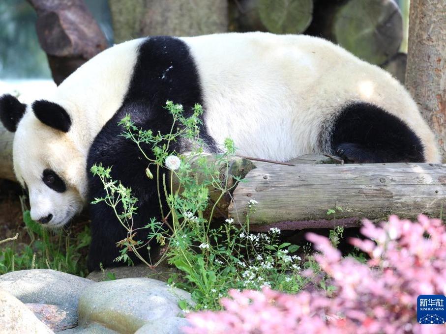 Panda Bermandikan Cahaya Matahari di Nanjing