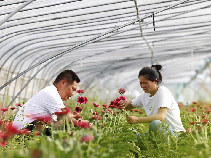 Industri Bunga Potong Segar Rancak di Jiangsu