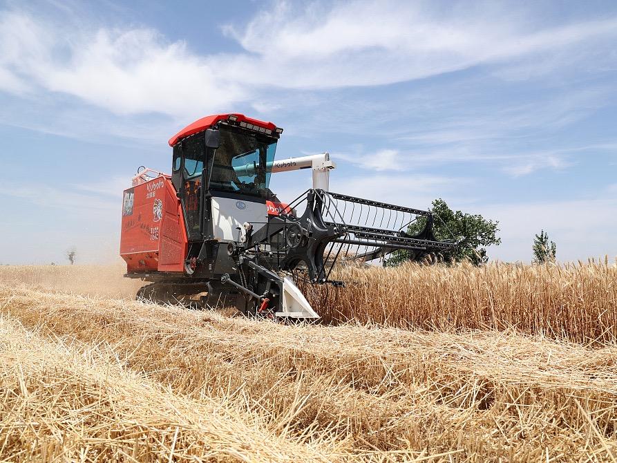 全国の小麦収穫進捗率は20%弱