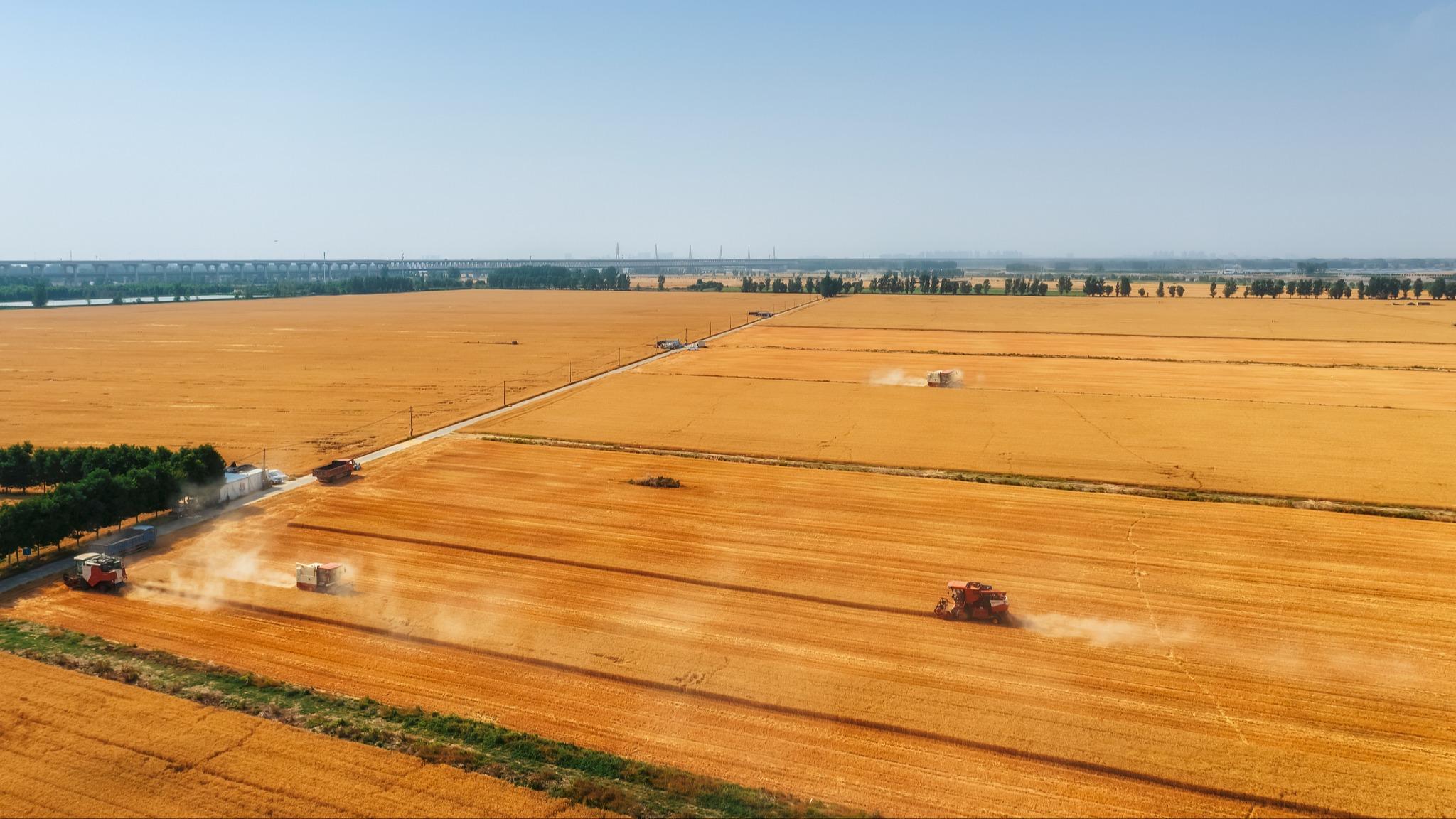 میزان تولید غلات تابستانی چین در سال ۲۰۲۴ به رکورد جدیدی رسید/ رشد بیش از 2 درصدی تولید گندم / برداشت فراوان غلات در تابستانا
