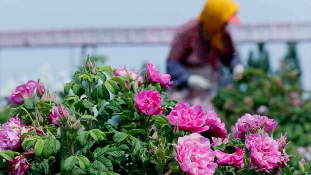 Bunga Mawar, Penjana Ekonomi ‘Aromatik’ di Jimo