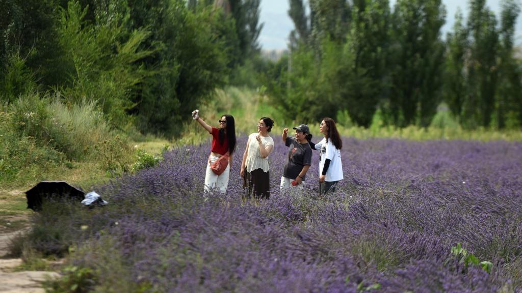 Huocheng 'Kampung Halaman Lavender'