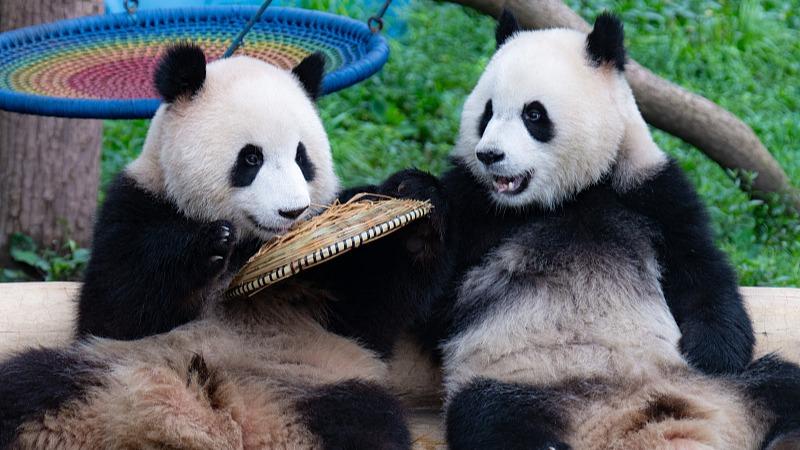 Panda Duduk untuk Makan Bersama-sama