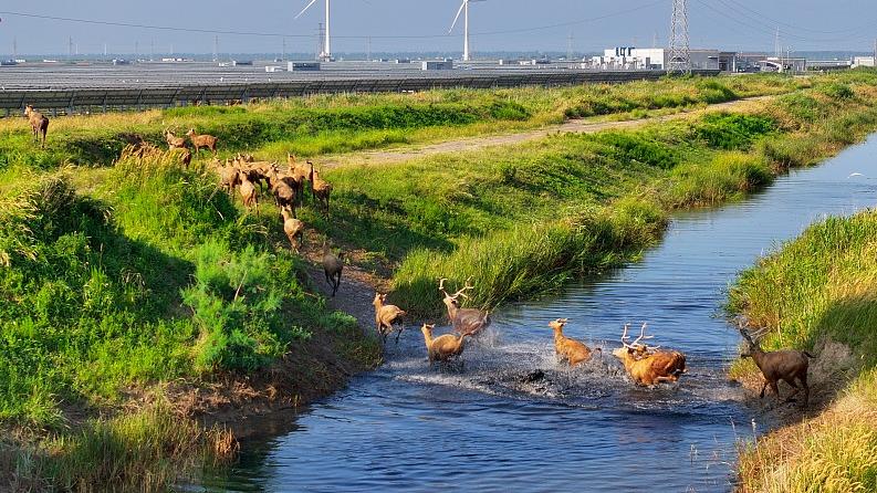 Populasi Elk Melebihi 8,200 di Jiangsu