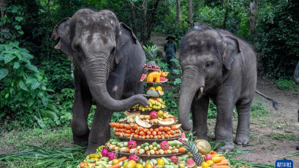 Mendekatai Pusat Penyelamatan dan Pembiakan Gajah Asia