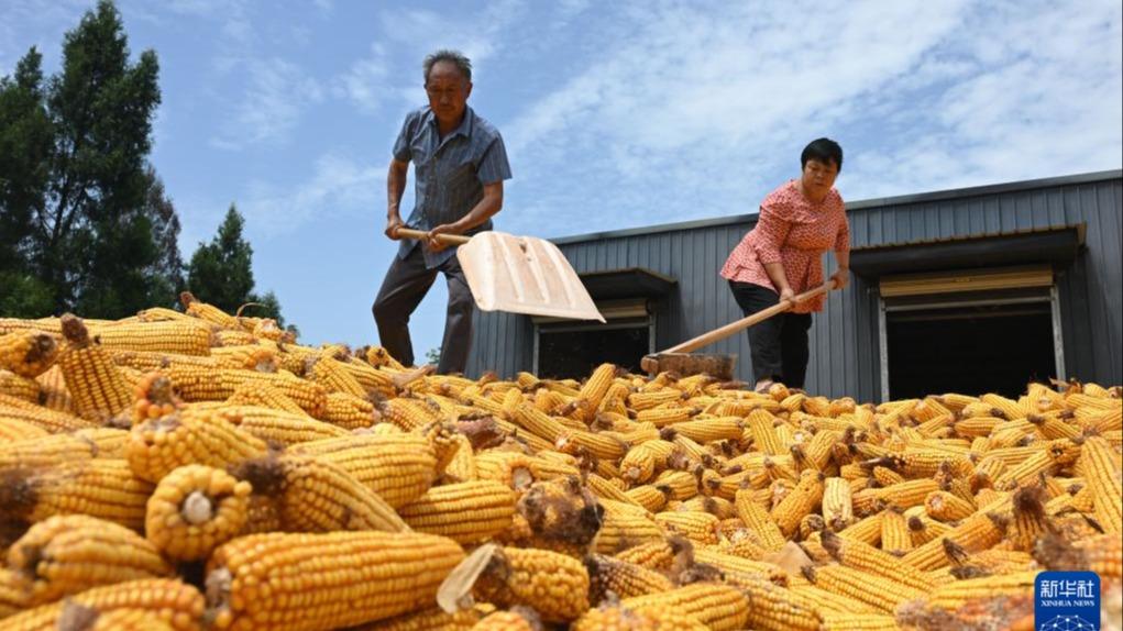 Petani Sibuk Menuai Hasil Pertanian di  Ladang