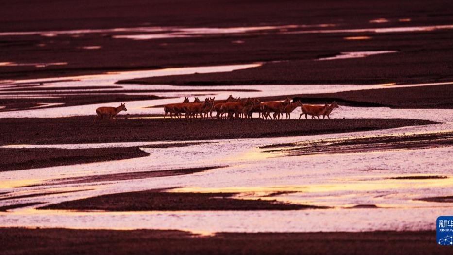 Penghijrahan Antelop ke Tebing Sungai untuk Pembiakan