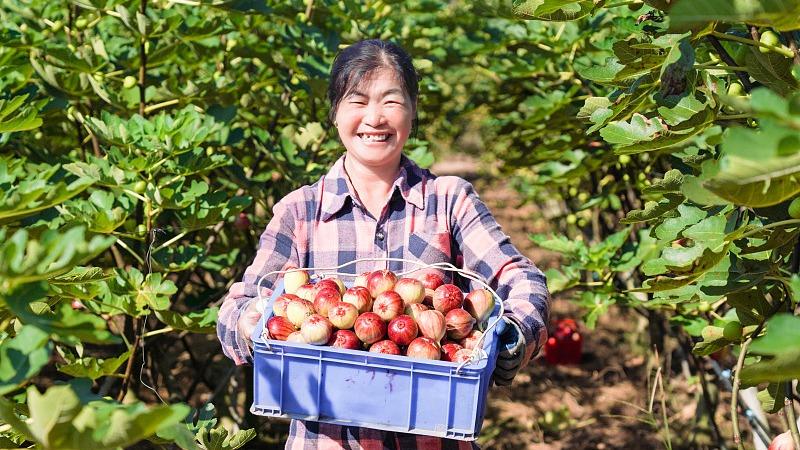 Tuaian Buah Ara di Guangxi