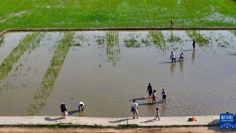 Pemandangan Sawah Padi yang Menawan Hati