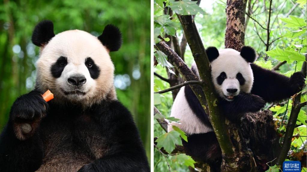 Panda Gergasi An’an dan Keke Bertolak ke Hong Kong