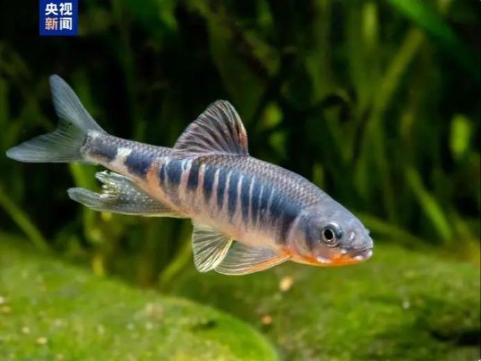 中国華東地域で新種の淡水魚「虹彩馬口魚」発見