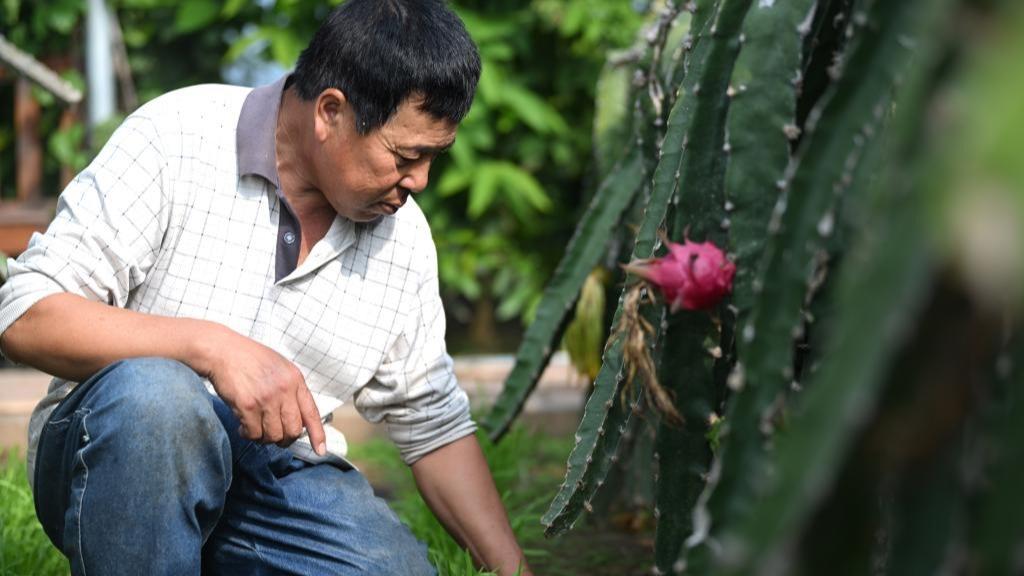 Tuaian Buah-buahan yang Melimpah di Jizhou