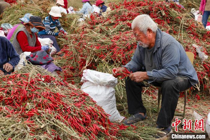 Industri Cili Bawa Pulangan Lumayan kepada Petani di Henan