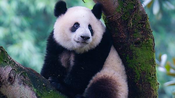 Panda Comel di Zoo Chongqing