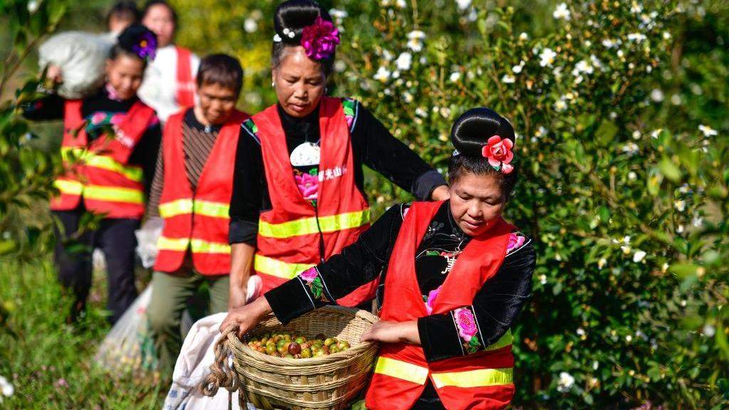 Sibuk Menuai di Kebun Buah 