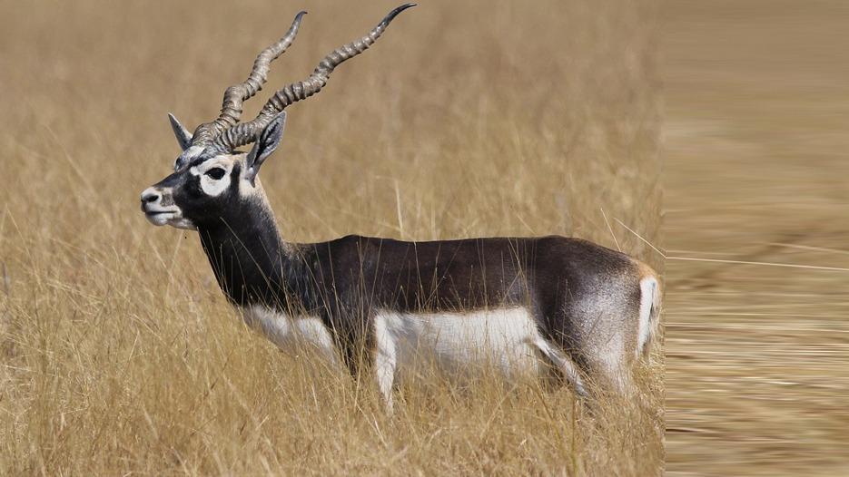 कृष्णसारको सङ्ख्यामा बढोत्तरी