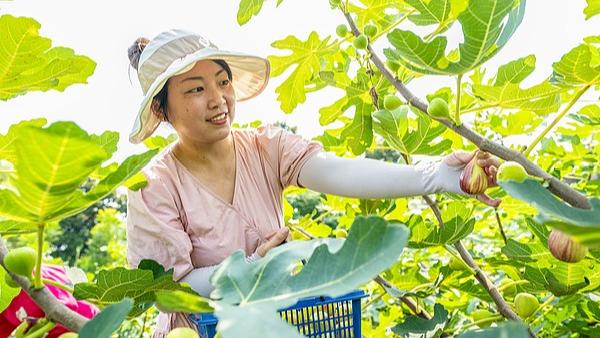 Memacu Agropelancongan yang Bertunjangkan Perkebunan di Nantong