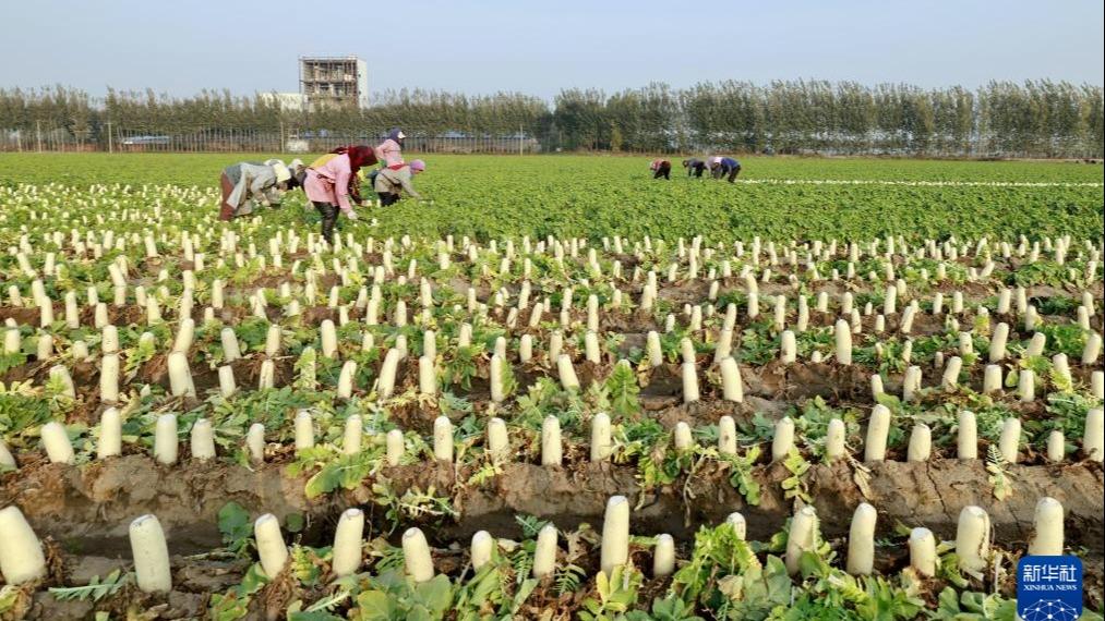 Tanam Sayur Ikut Tempahan