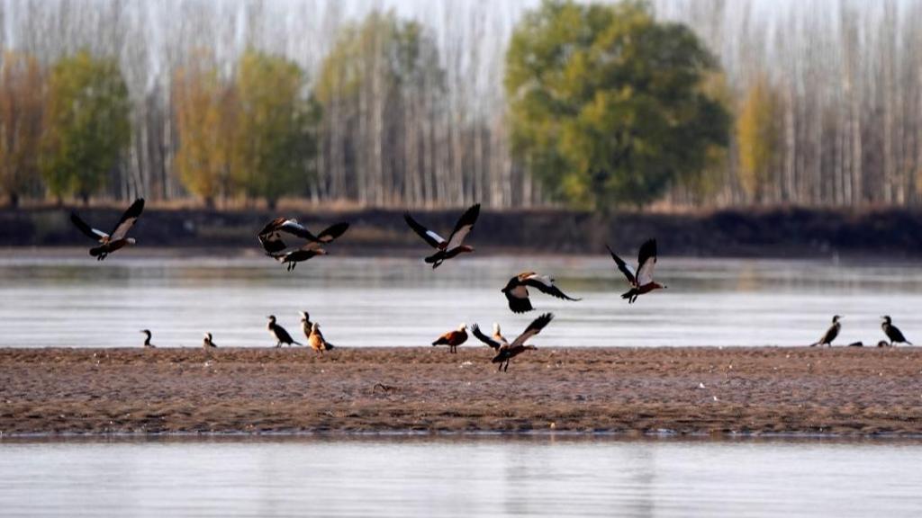 Burung Hijrah Singgah di Tebing Sungai Kuning