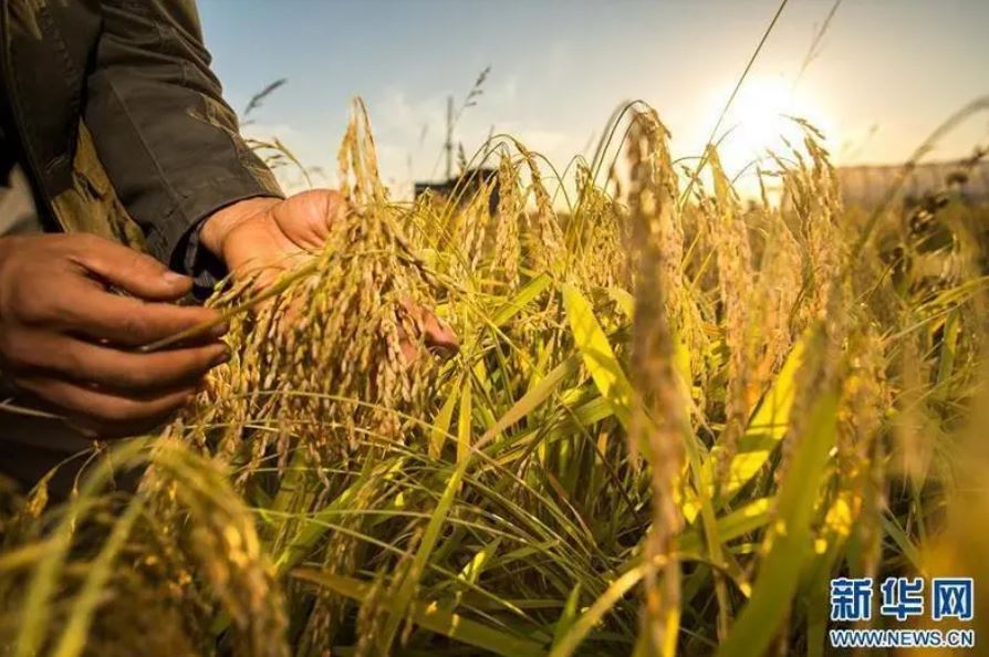 秋収穫穀物の作付面積は8700万ヘクタール超の模様 農業農村部