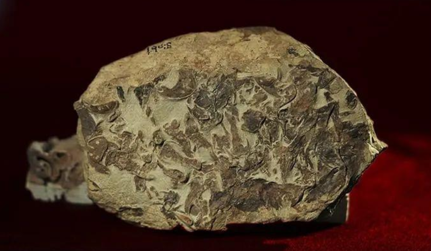 Oamenii de știință chinezi au descoperit fosile de gnatostomi în Chongqing și Guizhou, oferind dovezi importante în a cerceta cum omenirea a evoluat din pești.
