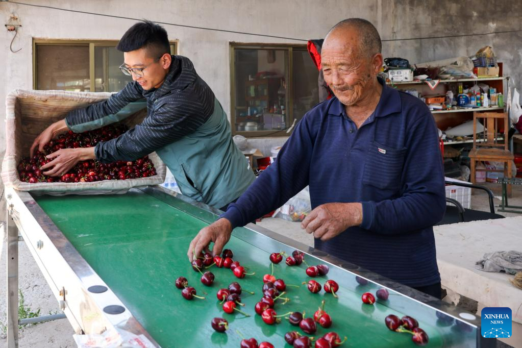 Οι αγρότες ταξινομούν φρεσκοκομμένα κεράσια με μια μηχανή στην πόλη Γιανγιά της κομητείας Γιγιουάν που βρίσκεται στην επαρχία Σανντόνγκτης ανατολικής Κίνας, 31 Μαΐου 2023. (Xinhua/Zhu Zheng) 