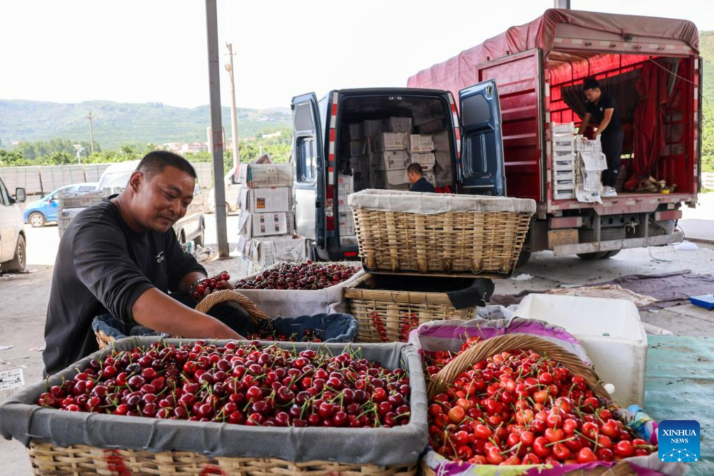 Οι αγρότες πωλούν κεράσια στην τοπική αγορά κερασιών στην πόλη Γιανγιά της κομητείας Γιγιουάν που βρίσκεται στην επαρχία Σανντόνγκ της ανατολικής Κίνας, 31 Μαΐου 2023. (Xinhua/Zhu Zheng) 
