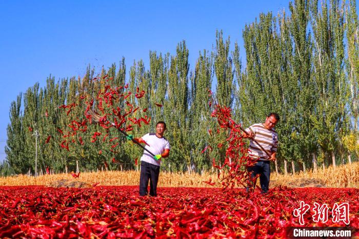 Αγρότες αποξηραίνουν κόκκινες πιπεριές στην κομητεία Μποχού, της Μογγολικής Αυτόνομης Νομαρχίας Μπαϊνγκολίν που βρίσκεται στην Αυτόνομη Περιφέρεια Σιντζιάνγκ Ουιγκούρ της βορειοδυτικής Κίνας. (Φωτογραφία/Gong Ling)