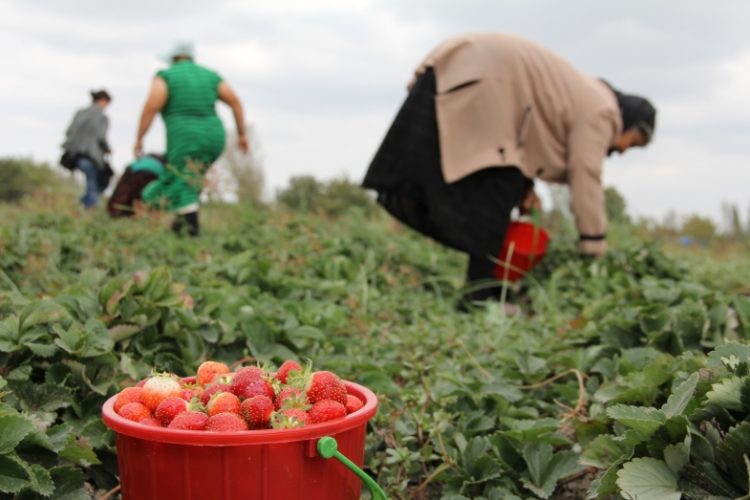 Gratë në bujqësi(Business magazine albania)
