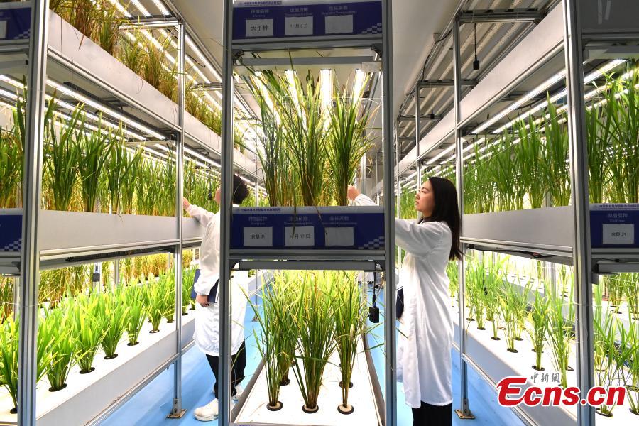 Ερευνητές ελέγχουν την ανάπτυξη του ρυζιού στην πρώτη στον κόσμο μη επανδρωμένη κάθετη φάρμα λαχανικών στο Τσενγκντού, στην επαρχία Σιτσουάν της νοτιοδυτικής Κίνας, 7 Δεκεμβρίου 2023. (Φωτογραφία: China News Service/An Yuan) 