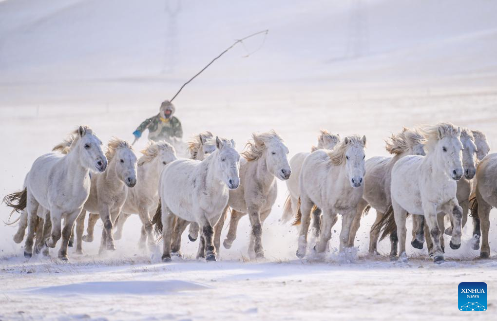Άλογα που τρέχουν στα χιονισμένα λιβάδια στο Δυτικό Ουτζιμκίν της Ένωσης Σιλιγκόλ, στην αυτόνομη περιφέρεια της Εσωτερικής Μογγολίας της βόρειας Κίνας, 20 Δεκεμβρίου 2023. Φωτογραφία: Xinhua