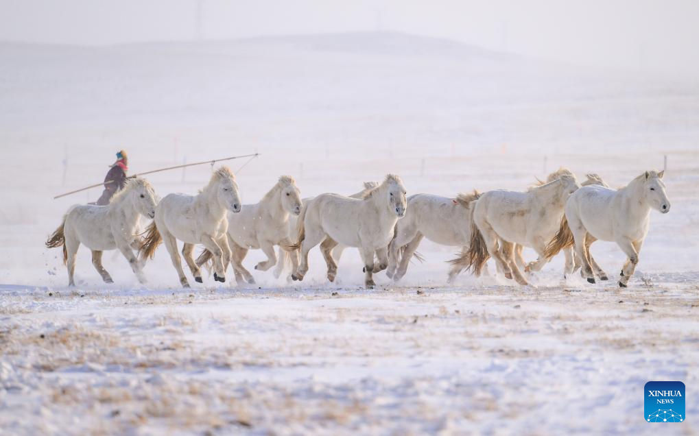 Ιππέας εκπαιδεύει άλογα στο χιονισμένο λιβάδι στο Δυτικό Ουτζιμκίν της Ένωσης Σιλιγκόλ, στην αυτόνομη περιφέρεια της Εσωτερικής Μογγολίας της βόρειας Κίνας, 20 Δεκεμβρίου 2023. Φωτογραφία: Xinhua