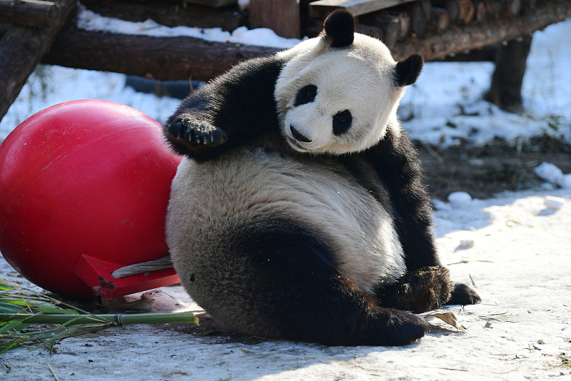 Ένα πάντα παίζει με μια μπάλα στο Ζωολογικό Κήπο του Πεκίνου στις 28 Δεκεμβρίου 2023. [Φωτογραφία/VCG]