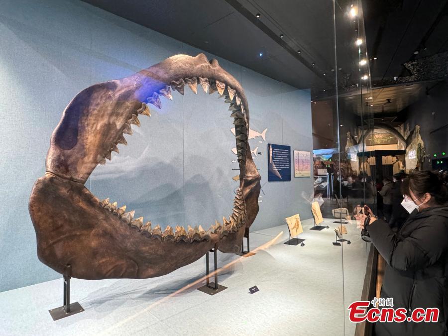 Ένα απολίθωμα οδοντοστοιχίας ενός γιγάντιου καρχαρία (Megalodon) στο Μουσείο Φυσικής Ιστορίας του Μπαοντίνγκ, στην επαρχία Χεμπέι της βόρειας Κίνας, 3 Ιανουαρίου 2024. (Φωτογραφία: China News Service/Sun Zifa)