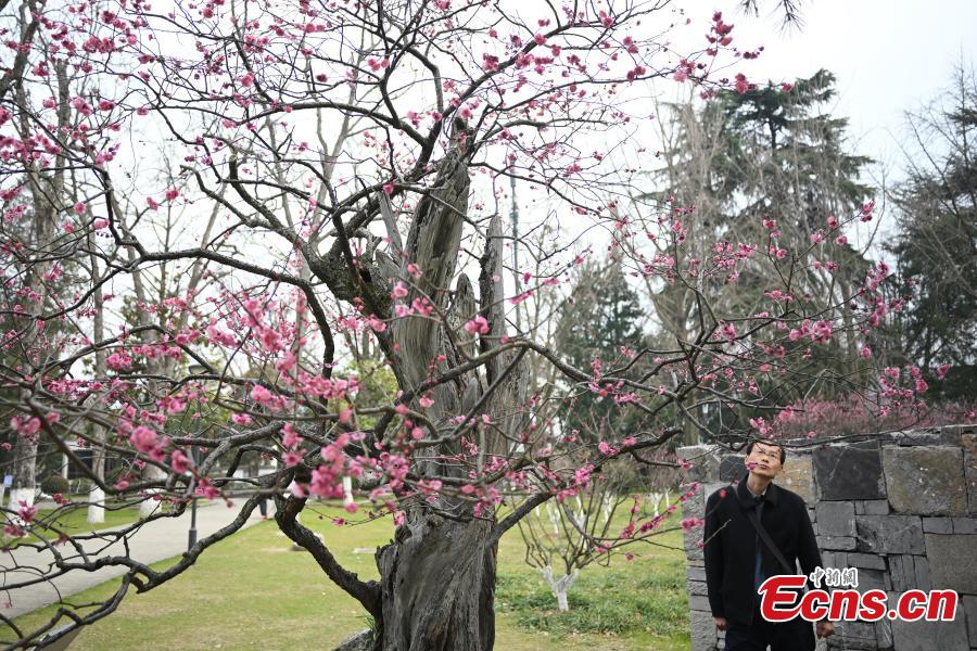 Μια δαμασκηνιά ηλικίας 600 ετών είναι σε πλήρη άνθιση, προσελκύοντας πλήθη στο πάρκο της λίμνης Σουανγού στο Ναντζίνγκ, στην επαρχία Τζιανγκσού της ανατολικής Κίνας, σε φωτογραφίες από τις 14 Μαρτίου 2024. (Φωτογραφία: China News Service/Yang Bo)
