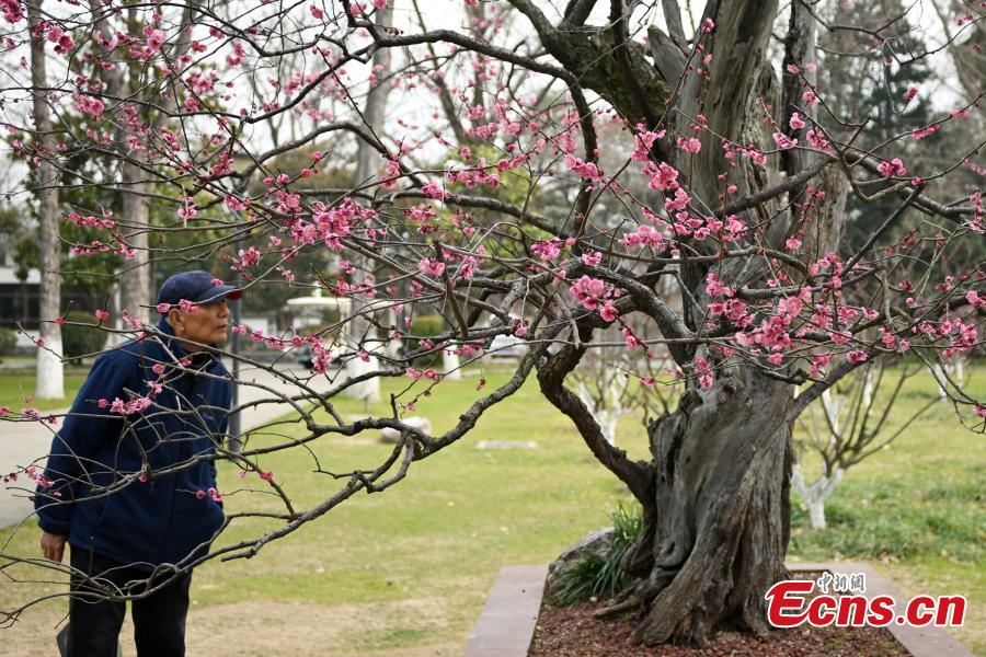 Μια δαμασκηνιά ηλικίας 600 ετών είναι σε πλήρη άνθιση, προσελκύοντας πλήθη στο πάρκο της λίμνης Σουανγού στο Ναντζίνγκ, στην επαρχία Τζιανγκσού της ανατολικής Κίνας, σε φωτογραφίες από τις 14 Μαρτίου 2024. (Φωτογραφία: China News Service/Yang Bo)