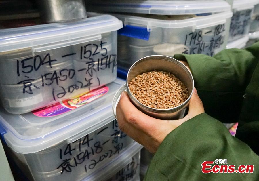 Ερευνήτρια δείχνει δοχείο με σπόρους που διατηρούνται σε θερμοκρασία - 4 βαθμούς Κελσίου στις εθνικές τράπεζες πόρων γονιδιακού πλάσματος στο Σινίνγκ της επαρχίας Τσινγκχάι στην βορειοδυτική Κίνα, 2 Απριλίου 2024. (Φωτογραφία: China News Service/Ma Mingyan)