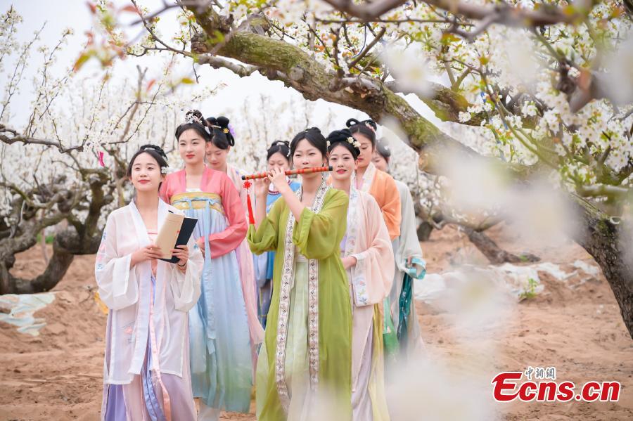 Γυναίκες με χάνφου, την παραδοσιακή κινέζικη ενδυμασία, ποζάρουν για φωτογραφίες δίπλα σε άνθη αχλαδιάς στο Λαϊγιάνγκ στην επαρχία Σανντόνγκ της ανατολικής Κίνας, 14 Απριλίου 2024. (Φωτογραφία: China News Service/Ji Xinhong)