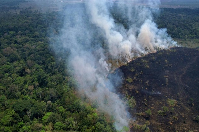 Amazona (Foto RTSH)