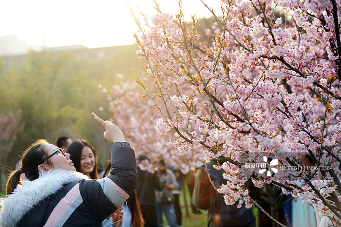 图片默认标题_fororder_2019年3月10日，武汉大学校园里，早樱和梅花迎春绽放，吸引不少市民前来赏游