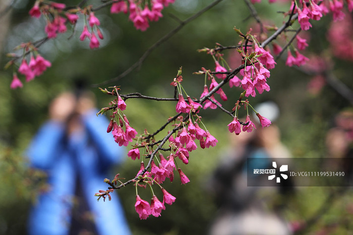 图片默认标题_fororder_2019年3月9日，在武汉大学校医院旁的珞珈山畔，早樱迎春绽放，吸引了不少市民和摄影爱好者前来观赏、拍照
