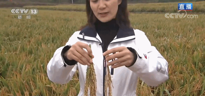 수치로 보는 중국: 하이브리드 쌀 이모작 묘당 생산량 1530.76 kg