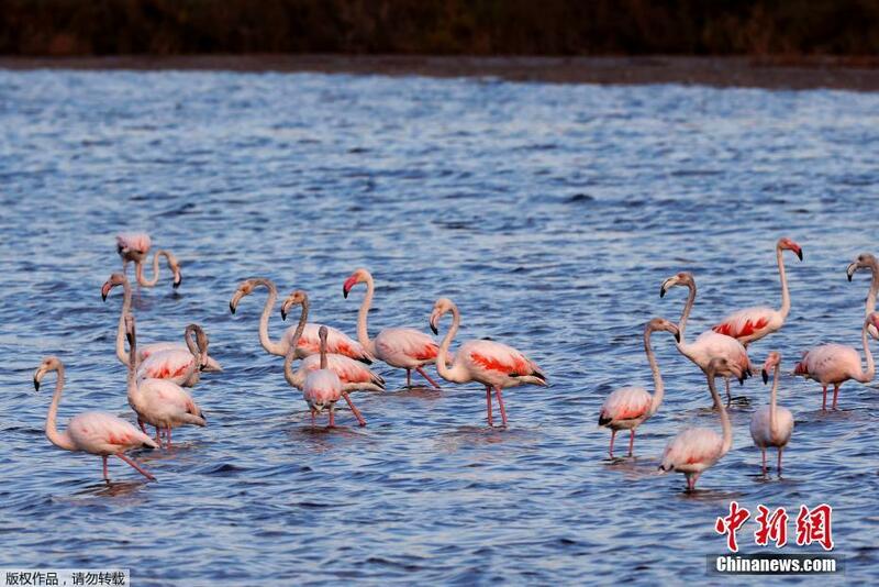 Garken flamingo na kasar Isra’ila suke shirin yin kaura zuwa nahiyar Afirka.