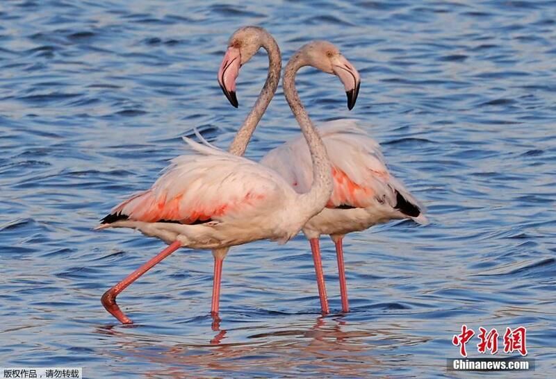 Garken flamingo na kasar Isra’ila suke shirin yin kaura zuwa nahiyar Afirka.
